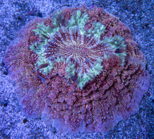 Carregar imagem no visualizador da galeria, BLue Sky Mouth Pink Dust Acanthophyllia Deshayesiana