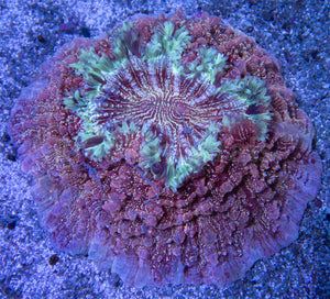 BLue Sky Mouth Pink Dust Acanthophyllia Deshayesiana