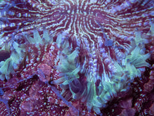 Load image into Gallery viewer, BLue Sky Mouth Pink Dust Acanthophyllia Deshayesiana