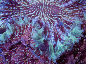 BLue Sky Mouth Pink Dust Acanthophyllia Deshayesiana