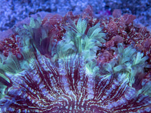 Carregar imagem no visualizador da galeria, BLue Sky Mouth Pink Dust Acanthophyllia Deshayesiana