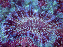 Carregar imagem no visualizador da galeria, BLue Sky Mouth Pink Dust Acanthophyllia Deshayesiana