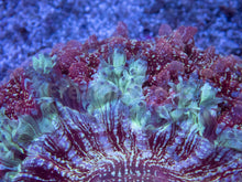 Carregar imagem no visualizador da galeria, BLue Sky Mouth Pink Dust Acanthophyllia Deshayesiana