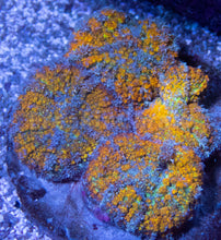 Carregar imagem no visualizador da galeria, FK Gold Flurry Rodhacthis (Collector Coral, Unique Piece - Cut to Order CTO)