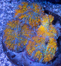 Load image into Gallery viewer, FK Gold Flurry Rodhacthis (Collector Coral, Unique Piece - Cut to Order CTO)