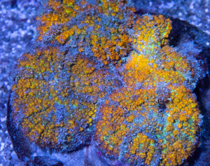 FK Gold Flurry Rodhacthis (Collector Coral, Unique Piece - Cut to Order CTO)