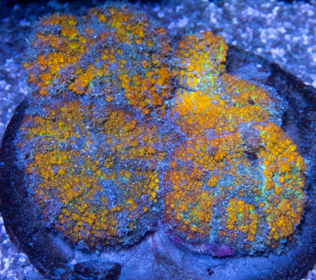 FK Gold Flurry Rodhacthis (Collector Coral, Unique Piece - Cut to Order CTO)