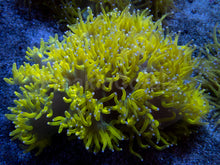 Carregar imagem no visualizador da galeria, 💥☢️ Chernobyl Elegance Coral Catalaphyllia jardinei (Cultured)