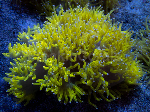 💥☢️ Chernobyl Elegance Coral Catalaphyllia jardinei (Cultured)