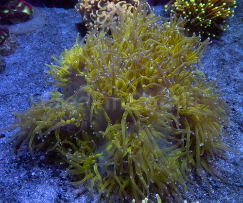 💥☢️ Chernobyl Elegance Coral Catalaphyllia jardinei (Cultured)