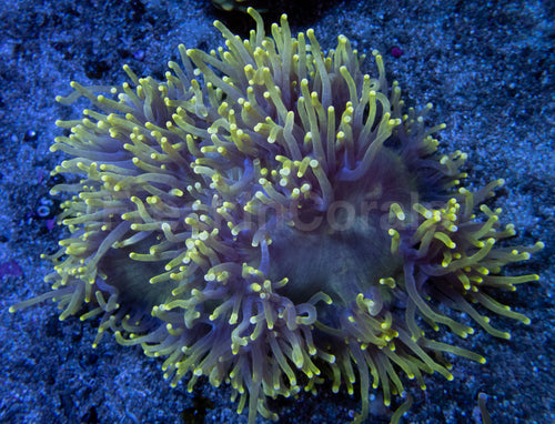 💥☢️ Chernobyl Elegance Coral Catalaphyllia jardinei (Cultured)