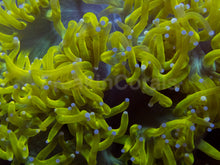 Carregar imagem no visualizador da galeria, 💥☢️ Chernobyl Elegance Coral Catalaphyllia jardinei (Cultured)