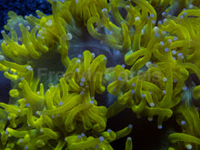 Carregar imagem no visualizador da galeria, 💥☢️ Chernobyl Elegance Coral Catalaphyllia jardinei (Cultured)