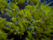 Carregar imagem no visualizador da galeria, 💥☢️ Chernobyl Elegance Coral Catalaphyllia jardinei (Cultured)