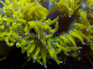 💥☢️ Chernobyl Elegance Coral Catalaphyllia jardinei (Cultured)