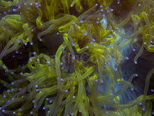 Carregar imagem no visualizador da galeria, 💥☢️ Chernobyl Elegance Coral Catalaphyllia jardinei (Cultured)