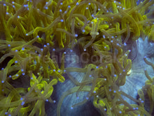 Carregar imagem no visualizador da galeria, 💥☢️ Chernobyl Elegance Coral Catalaphyllia jardinei (Cultured)