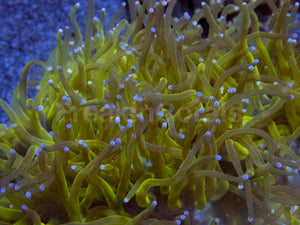 💥☢️ Chernobyl Elegance Coral Catalaphyllia jardinei (Cultured)