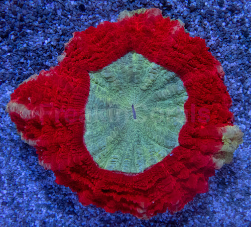 ❤️💎 Imperial Halo Acantophyllia Acantophyllia sp. (Cultured)