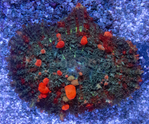 🧡✨ Solarflare Bounce Shroom Rhodactis sp. (Cultured Orange Bounce Variant)
