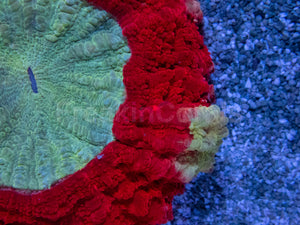❤️💎 Imperial Halo Acantophyllia Acantophyllia sp. (Cultured)