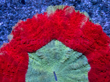Carregar imagem no visualizador da galeria, ❤️💎 Imperial Halo Acantophyllia Acantophyllia sp. (Cultured)