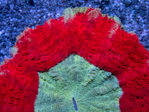 ❤️💎 Imperial Halo Acantophyllia Acantophyllia sp. (Cultured)