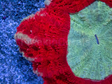 Carregar imagem no visualizador da galeria, ❤️💎 Imperial Halo Acantophyllia Acantophyllia sp. (Cultured)