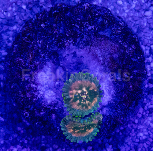Green Galaxy Zoanthid (Zoanthus spp. – Celestial Glow with Galactic Dots)