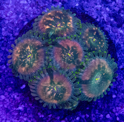 Green Galaxy Zoanthid (Zoanthus spp. – Celestial Glow with Galactic Dots)