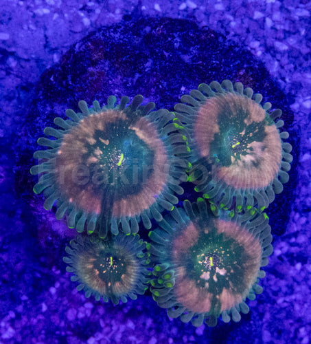 Green Galaxy Zoanthid (Zoanthus spp. – Celestial Glow with Galactic Dots)