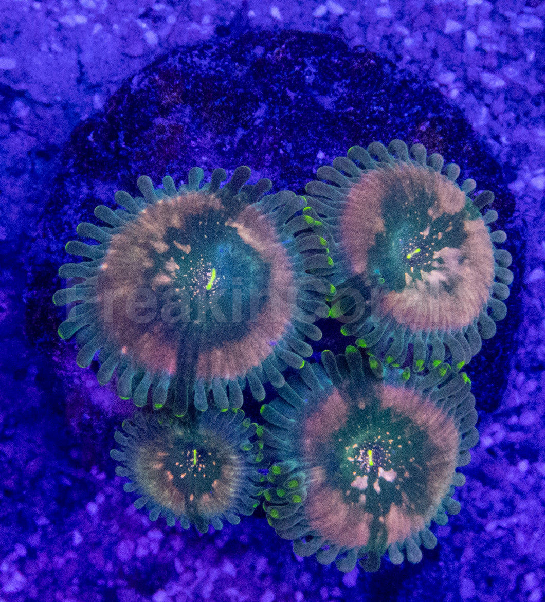 Green Galaxy Zoanthid (Zoanthus spp. – Celestial Glow with Galactic Dots)