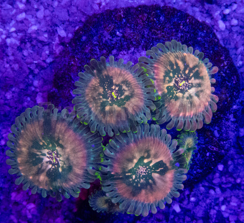 Green Galaxy Zoanthid (Zoanthus spp. – Celestial Glow with Galactic Dots)