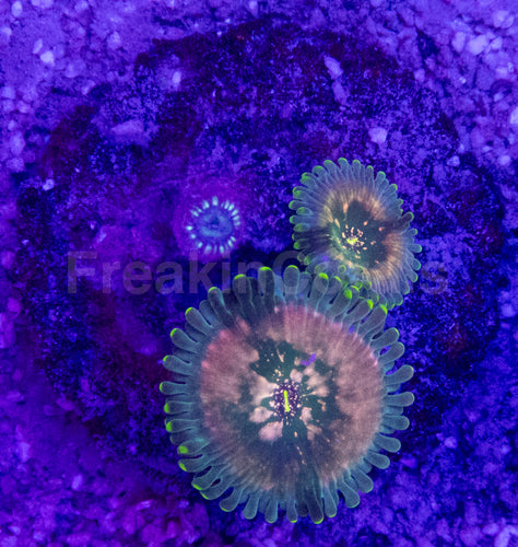 Green Galaxy Zoanthid (Zoanthus spp. – Celestial Glow with Galactic Dots)
