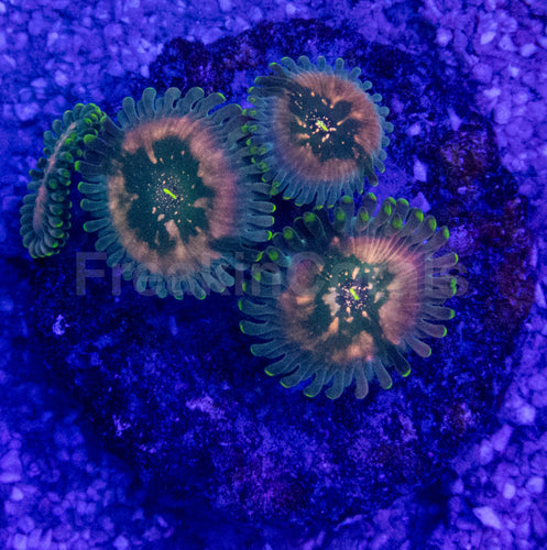 Green Galaxy Zoanthid (Zoanthus spp. – Celestial Glow with Galactic Dots)