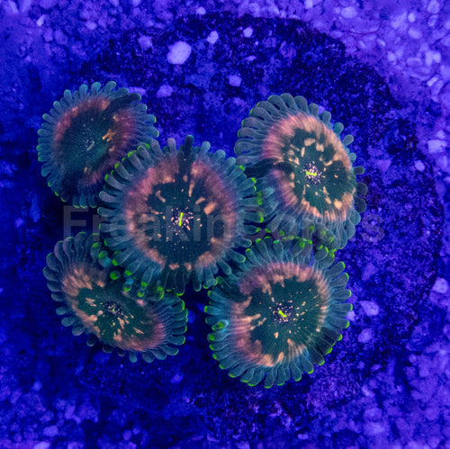 Green Galaxy Zoanthid (Zoanthus spp. – Celestial Glow with Galactic Dots)