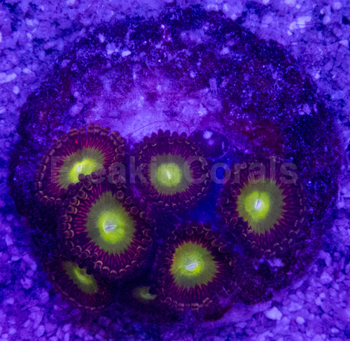 👁️💜 Violet Halo Zoas