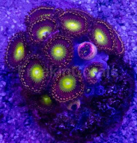👁️💜 Violet Halo Zoas