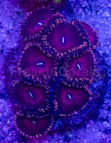 💜🌟 Royal Pulse Zoas