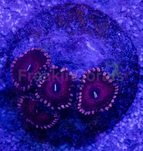 💜🌟 Royal Pulse Zoas