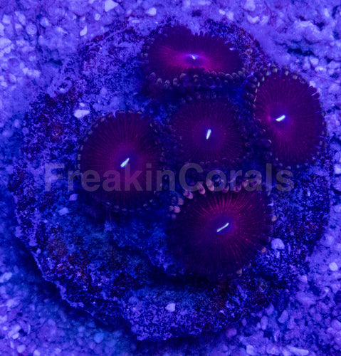 💜🌟 Royal Pulse Zoas