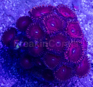 💜🌟 Royal Pulse Zoas