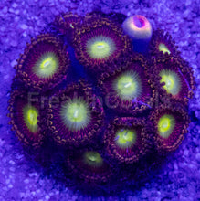 Carregar imagem no visualizador da galeria, 👁️💜 Violet Halo Zoas