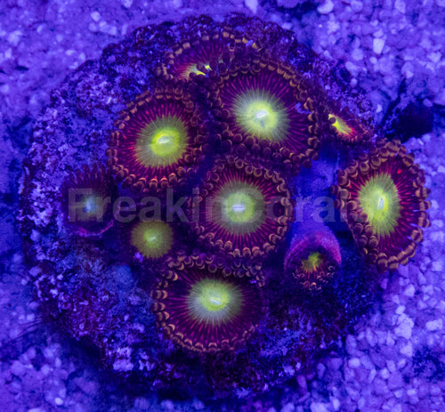 👁️💜 Violet Halo Zoas