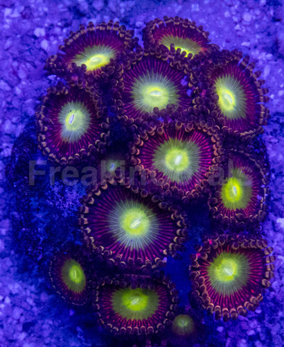 👁️💜 Violet Halo Zoas