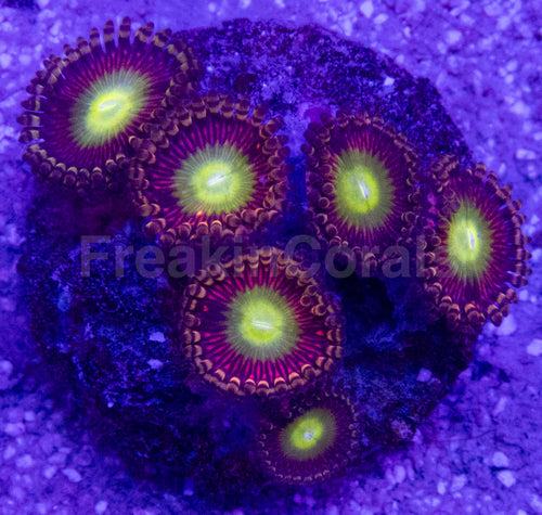 👁️💜 Violet Halo Zoas