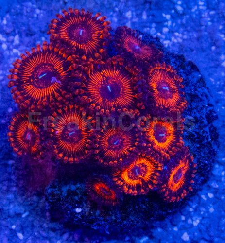 🔥🩸 Molten Ember Zoas