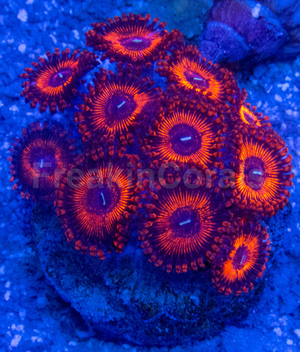 🔥🩸 Molten Ember Zoas