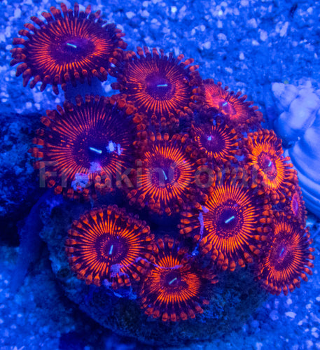 🔥🩸 Molten Ember Zoas