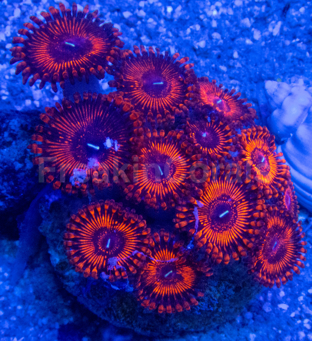 🔥🩸 Molten Ember Zoas
